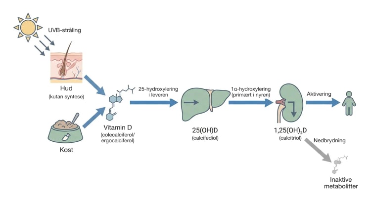 Flowdiagram, hvor UVB-stråling mod huden og kosten fører til vitamin D, som i leveren bliver til 25(OH)D og primært i nyren til den aktive metabolit 1,25(OH)2D, med en sidepil mod inaktive metabolitter.