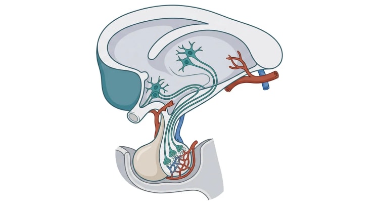 Sagittalsnit af hypothalamus og hypofyse, hvor nerveceller i hypothalamus sender axoner gennem hypofysestilken til neurohypofysen, hvis nerveender ligger op ad kapillærer. Adenohypofysen ligger foran neurohypofysen og har ingen nerveender.