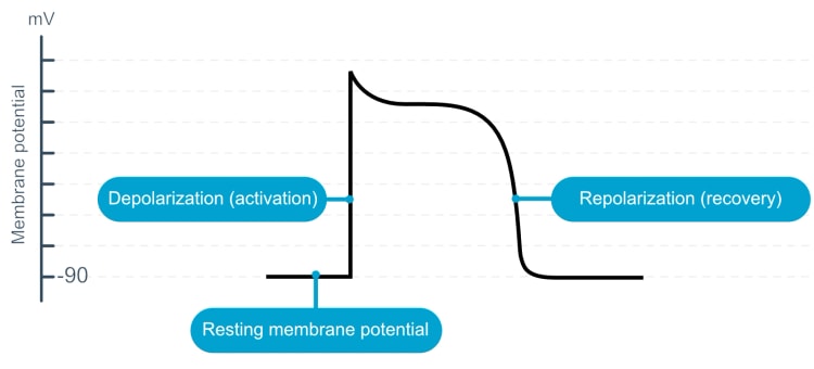 Figur 3. Aktionspotentialet i kontraktile celler. Inaktive (hvilende) myokardieceller har et hvilemembranpotentiale på -90 mV. Ved stimulering depolariseres cellerne, og der ses en hurtig stigning i membranpotentialet. Cellen vender tilbage til sin hviletilstand ved at repolarisere. Disse begreber diskuteres i detaljer i den næste artikel.
