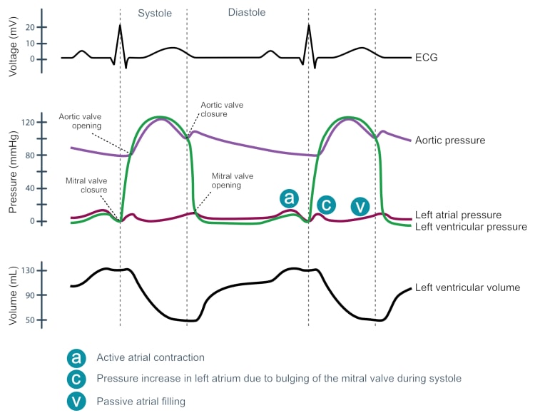 Figur 6. Et Wiggers-diagram er et standarddiagram, der bruges i hjertefysiologi til at illustrere sammenhængen mellem aortatryk, ventrikeltryk, atrialtryk, volumen og EKG-bølgeformer.