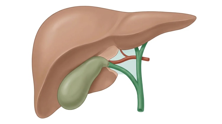 Illustration af leveren og galdeblæren set forfra. En grøn ductus cysticus og en rød arteria cystica er de eneste strukturer, der går ind i galdeblærehalsen, gennem en renset hepatocystisk trekant mod et lysere, frilagt leverleje.