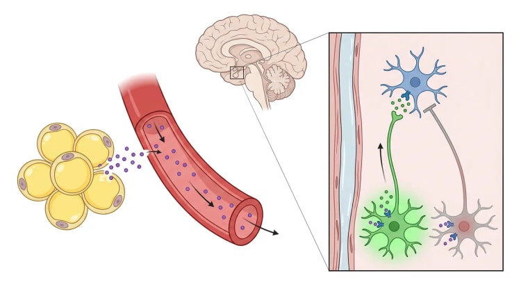 Skematisk billede af, hvordan fedtceller frisætter leptin til blodet. Leptinet når hypothalamus og aktiverer en POMC-neuron og hæmmer en AgRP-neuron, som begge projicerer til en neuron med MC4R.