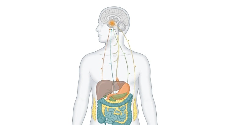 Gennemsigtig menneskekrop med hjerne, nervus vagus, lever, mavesæk, pankreas, tarme og fedtvæv, hvor prikkede signalbaner fra bugorganerne og fedtvævet samles i hypothalamus.