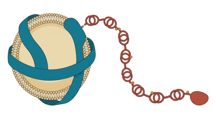 Skematisk illustration af en lipoprotein(a)-partikel: en LDL-lignende lipidkerne med apolipoprotein B-100, hvortil apolipoprotein(a) med en kæde af kringle-domæner er bundet, og som bærer oxiderede fosfolipider.