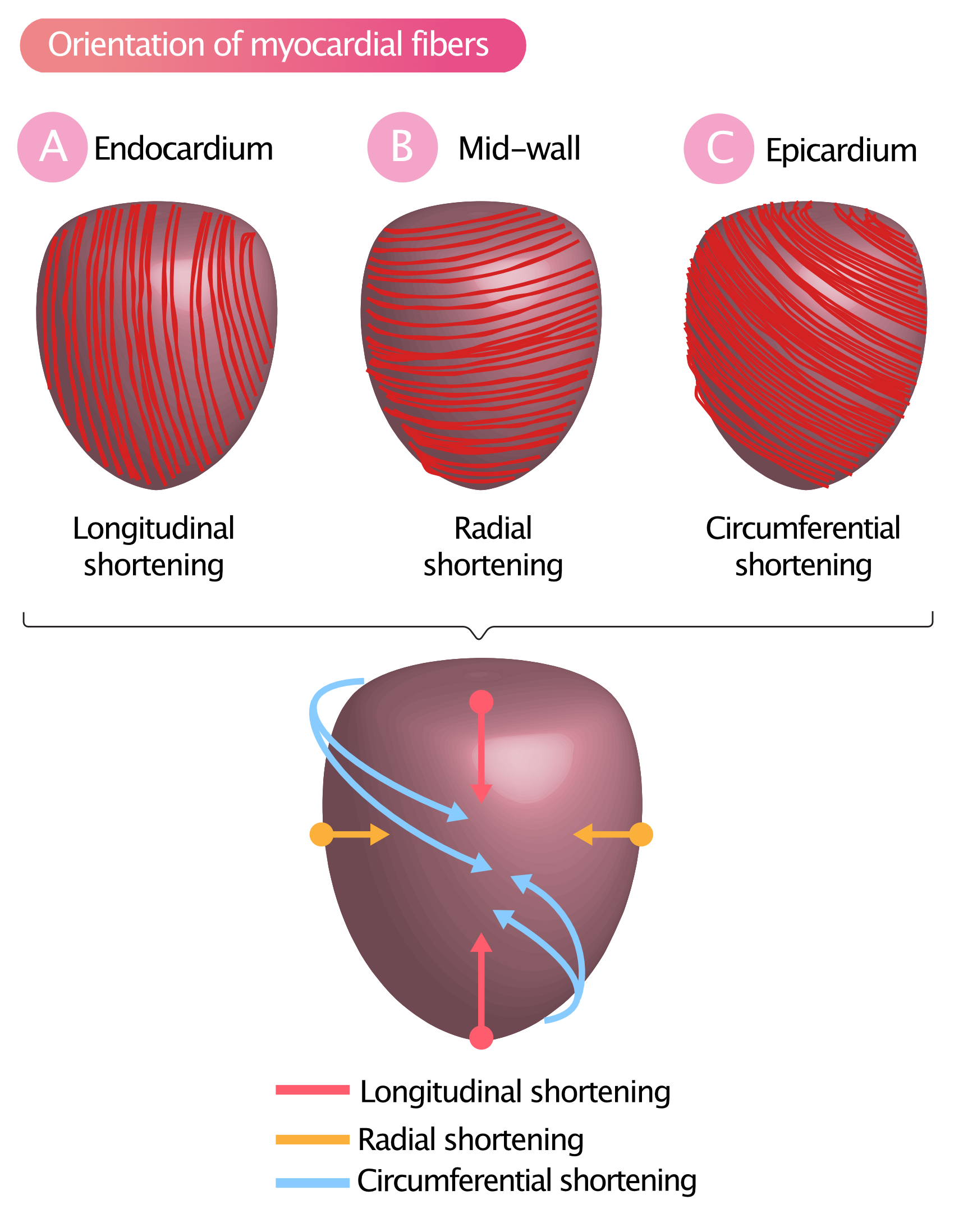 Figur 1A-2C. Orienteringen af myokardiets muskelfibre resulterer i langsgående, radial og cirkumferentiel forkortelse (sammentrækning).